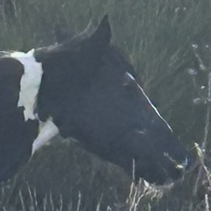 Kali - Media (Unknown)