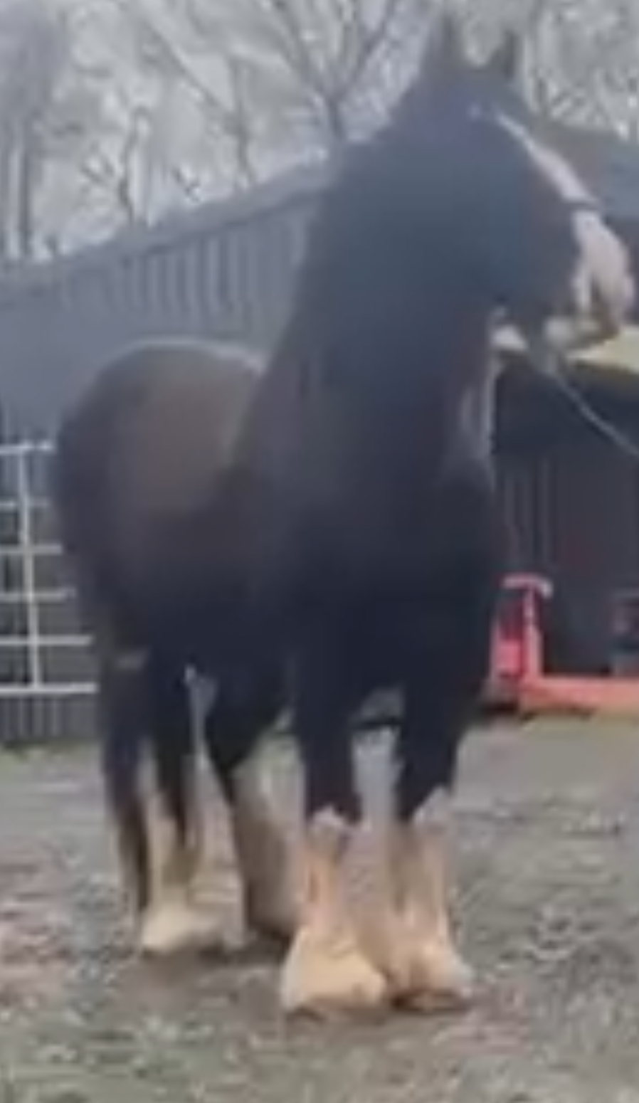 Mad Maggie - Media (Unknown)