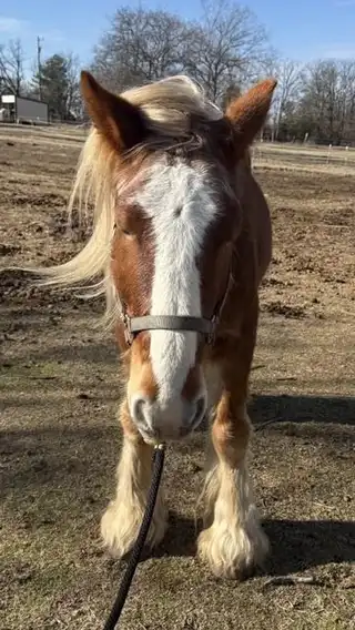 FDR The Preacher - Media (Unknown)