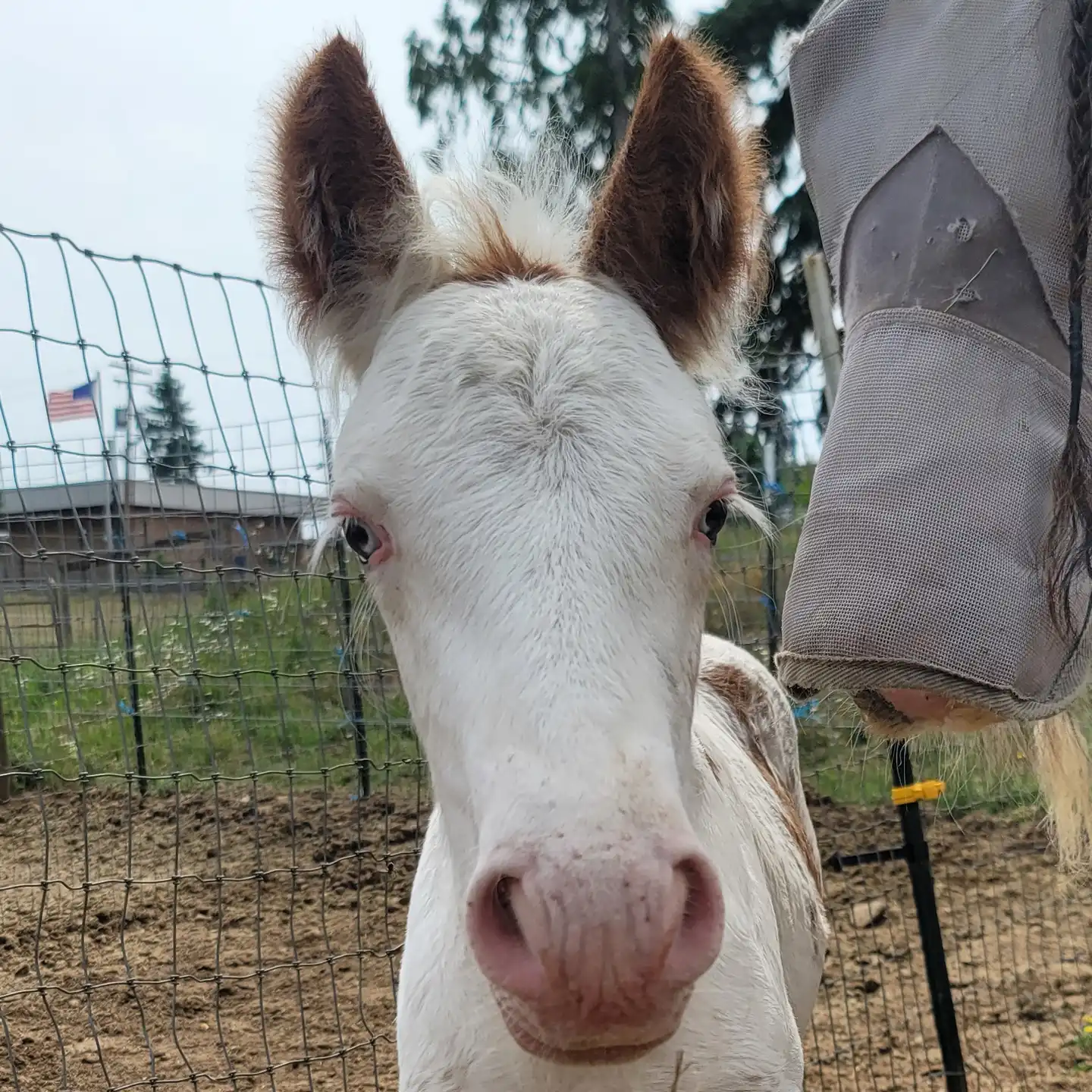 Divine Meadows  Little Leroy - Media (Unknown)