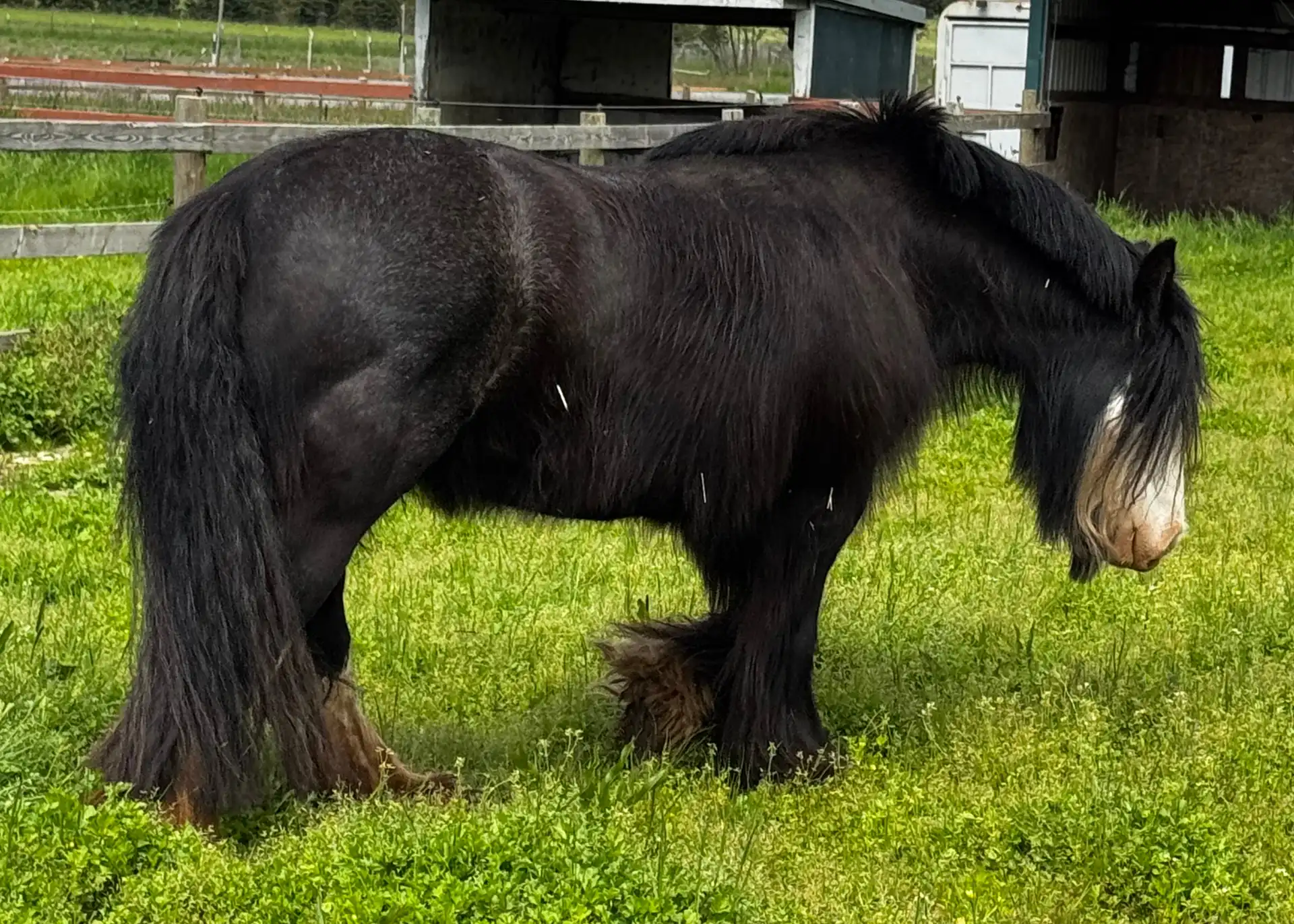 SD Kohls Streetfighters Dream - Media (Unknown)