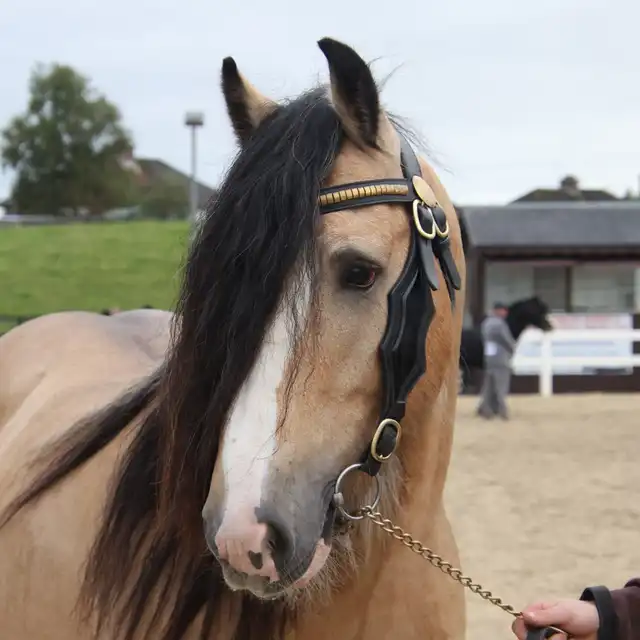 Golden Master - Media (Unknown)