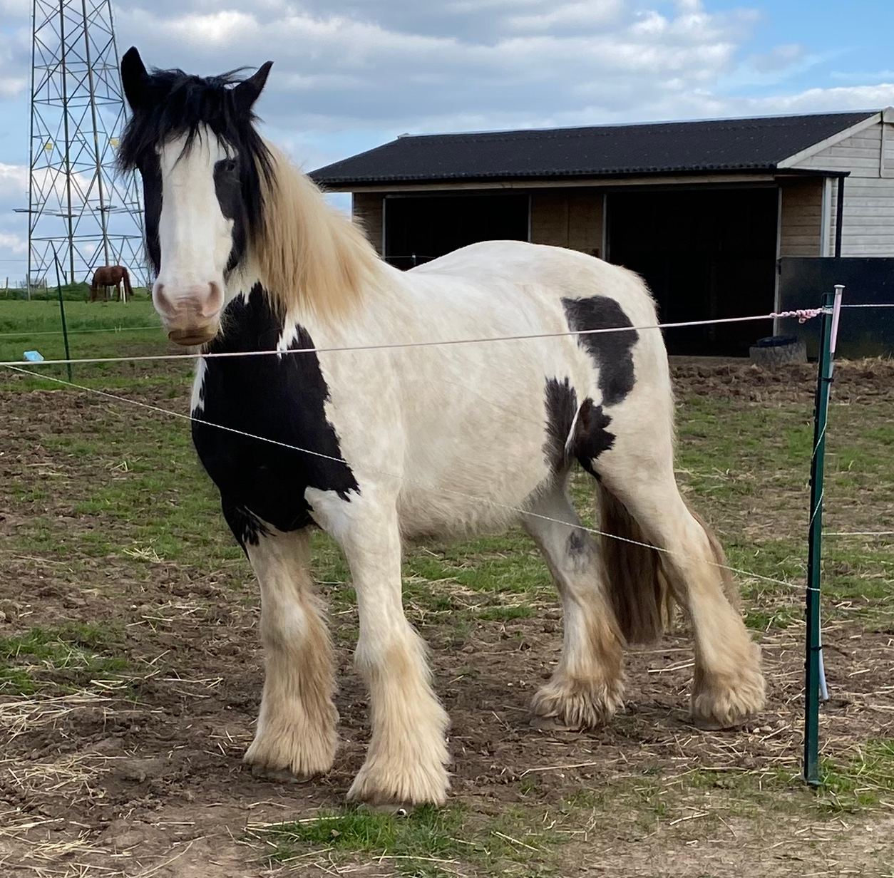 Barney - Media (Unknown)