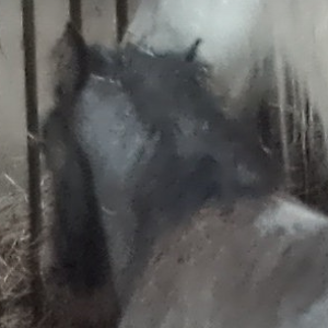 J.Mc Cochise Blue Fury - Media (Unknown)