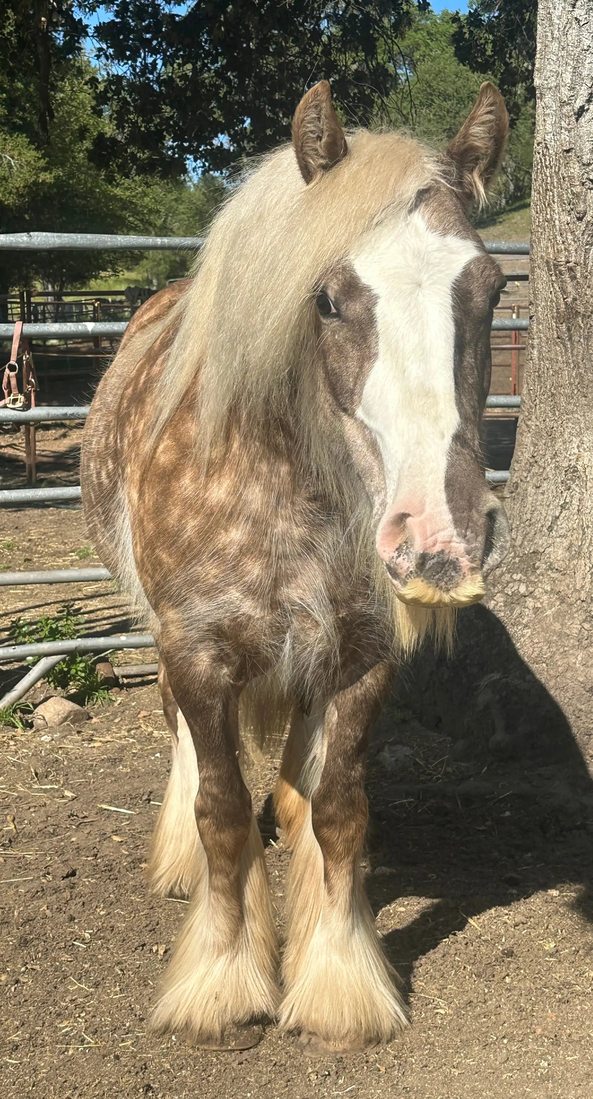 Elora Danan of Mysticroserealms - Media (Unknown)