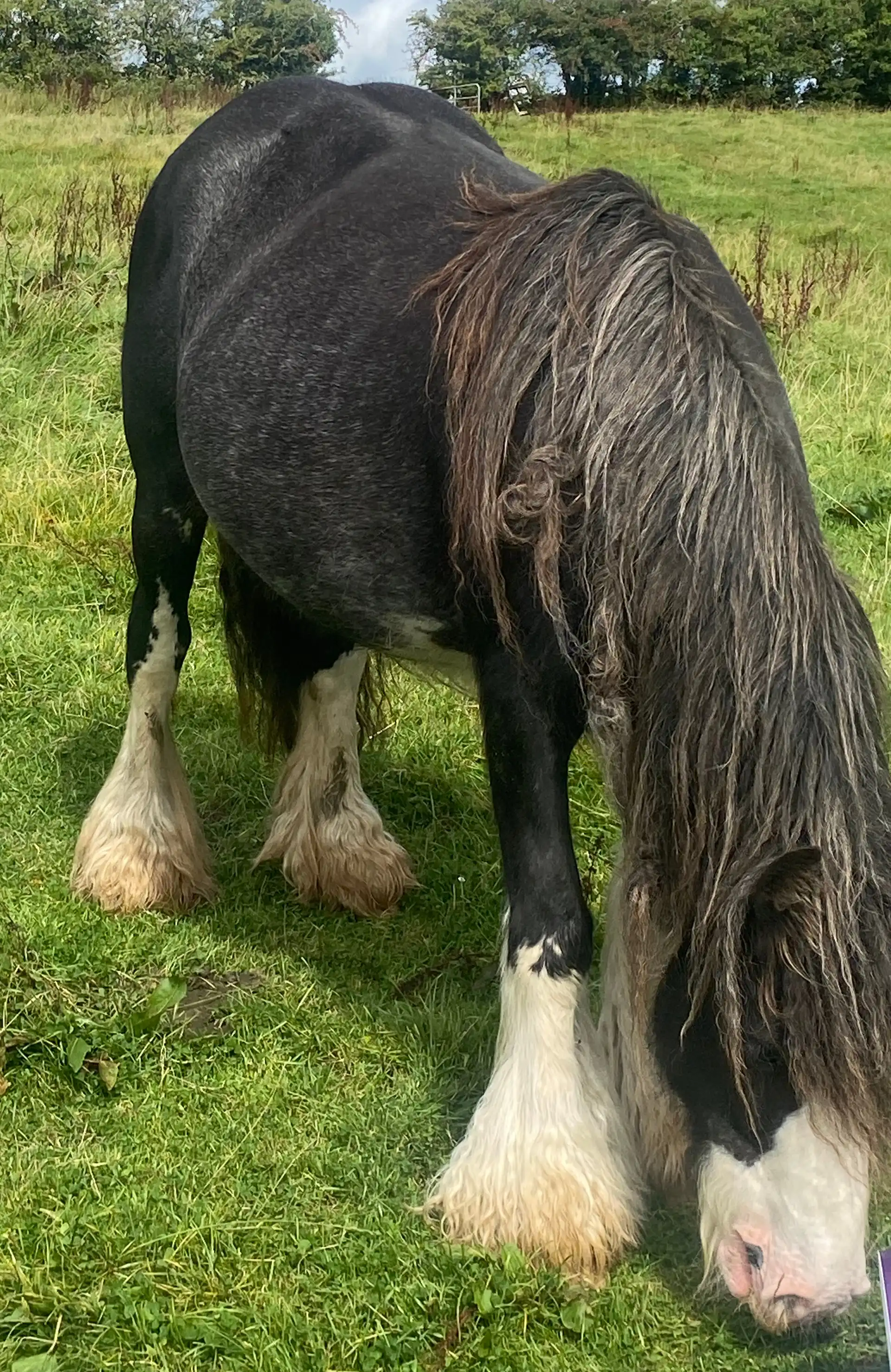 Pickles - Media (Unknown)