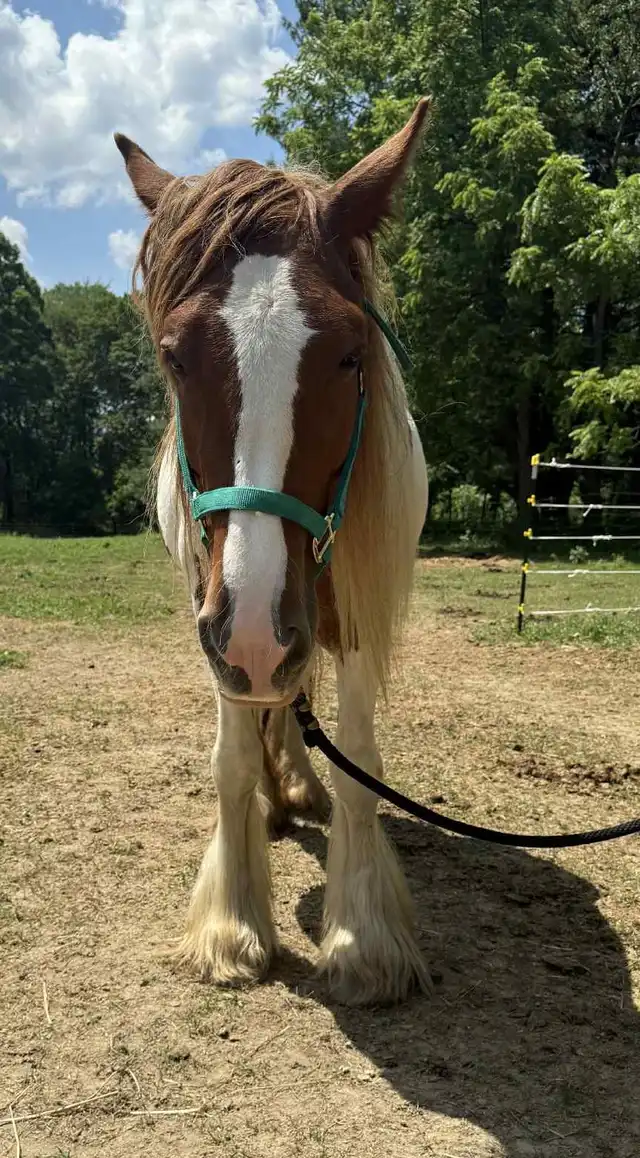 Preacher's Cherry Bomb - Media (Unknown)