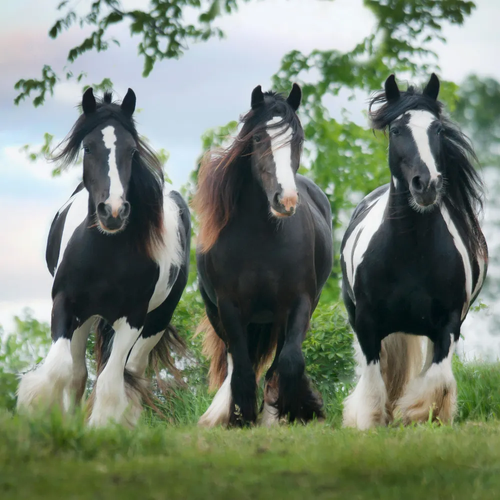 Gypsy Cob